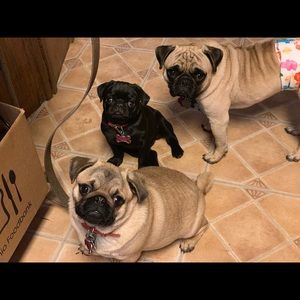 Meet your Posher, Bobbi